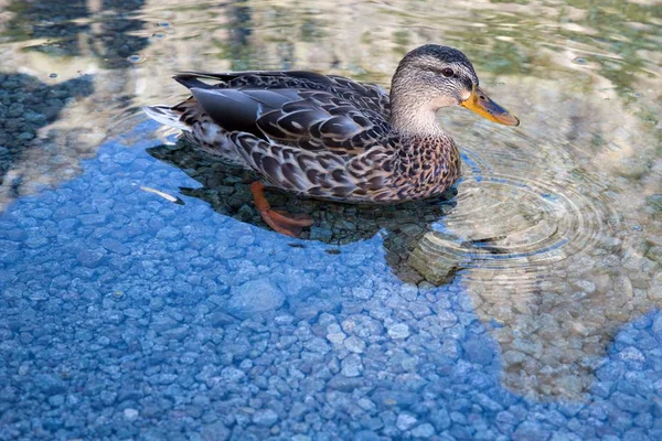 Detalhe Pato Lago Outono — Fotografia de Stock