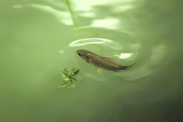 Small fish in lake. Fish in water. View of fish in the water from above