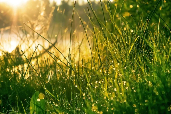 Green grass with dew drops