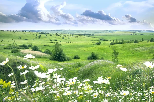 Summer meadow on bright sunny day.Summer landscape with daisies, green grass and blue sky with clouds.