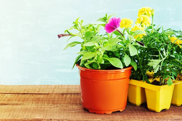 Seedlings flowers in pot. Flower marigold petunia on wooden table. Gaden background