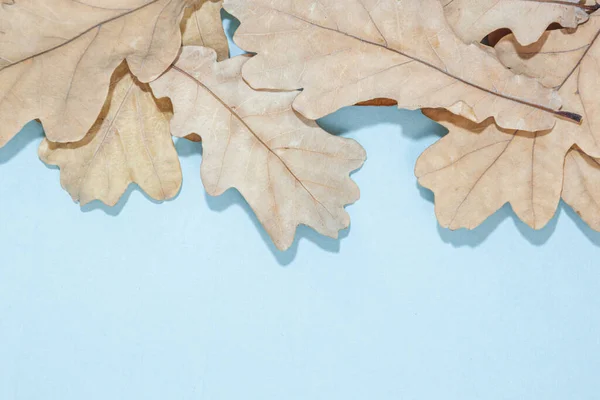 Autumn oak leaf on blue background. Flat lay, top view, copy space. thanksgiving lifestyle