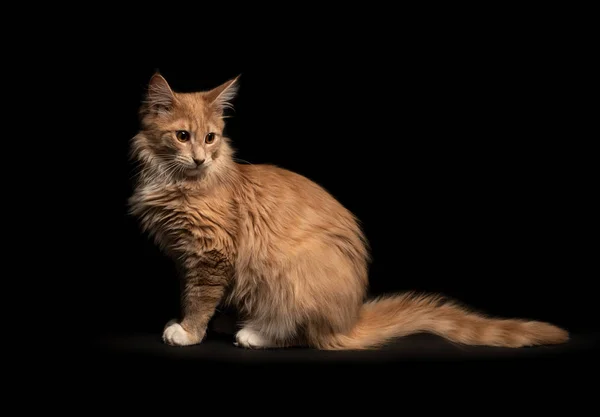 Piękny Kot Maine Coon — Zdjęcie stockowe