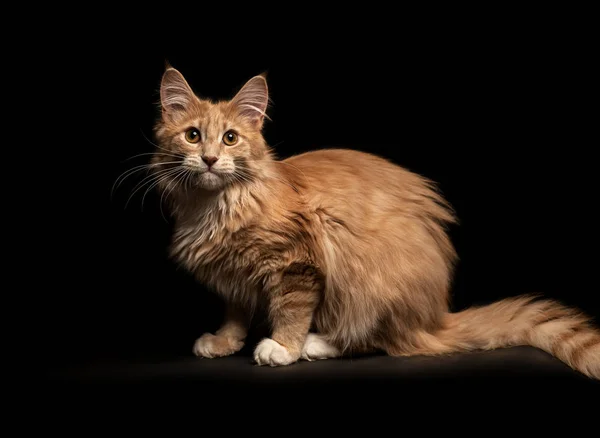 Schöne Maine Coon Katze — Stockfoto