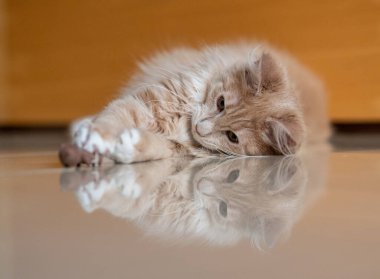 Majestic Maine Rakunu. Kabarık yeleli bir Maine Rakunu..