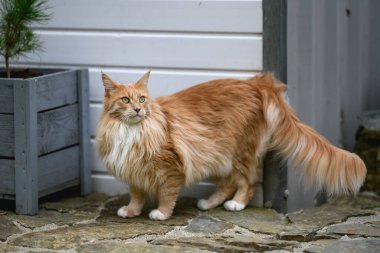 Ginger Maine Rakunu. Bahçedeki bir Maine Rakunu dişi kedisi uzaktan bir şeye bakıyor..
