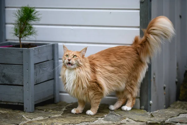 Ginger Maine Mýval Maine Coon Kočka Venku Zahradě Dívá Něco — Stock fotografie