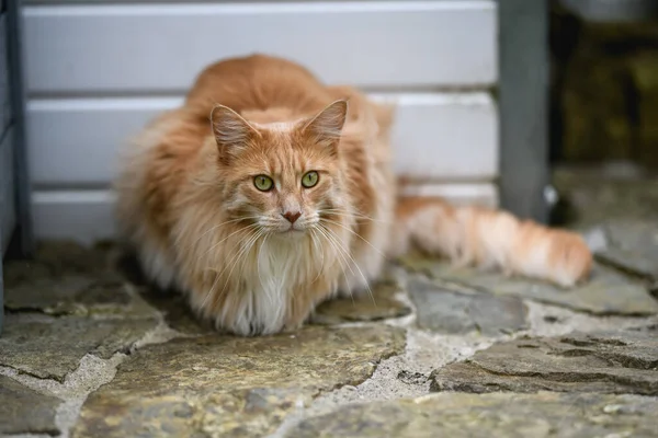 Ginger Maine Mýval Maine Coon Kočka Venku Zahradě Dívá Něco — Stock fotografie