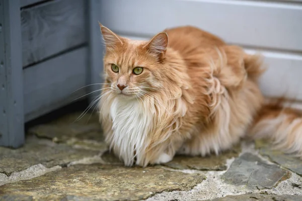 Ginger Maine Mýval Maine Coon Kočka Venku Zahradě Dívá Něco — Stock fotografie