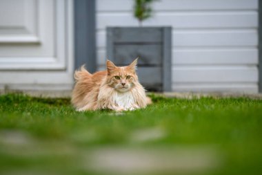 Ginger Maine Rakunu. Bahçedeki bir Maine Rakunu dişi kedisi uzaktan bir şeye bakıyor..