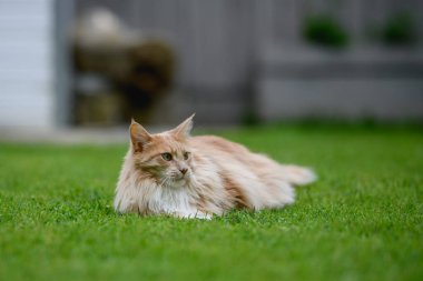 Ginger Maine Rakunu. Bahçedeki bir Maine Rakunu dişi kedisi uzaktan bir şeye bakıyor..
