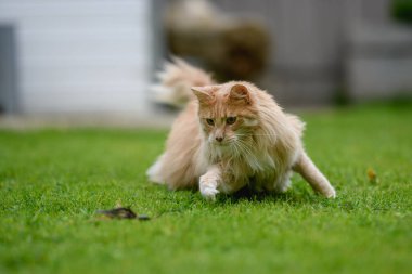 Ginger Maine Rakunu. Bahçedeki bir Maine Rakunu dişi kedisi uzaktan bir şeye bakıyor..