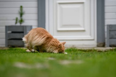 Ginger Maine Rakunu. Bahçedeki bir Maine Rakunu dişi kedisi uzaktan bir şeye bakıyor..