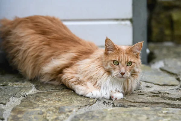 Ginger Maine Mýval Maine Coon Kočka Venku Zahradě Dívá Něco — Stock fotografie