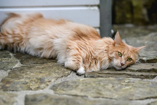 Ginger Maine Mýval Maine Coon Kočka Venku Zahradě Dívá Něco — Stock fotografie