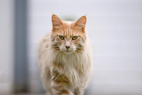 Ginger Maine Mýval Maine Coon Kočka Venku Zahradě Dívá Něco — Stock fotografie