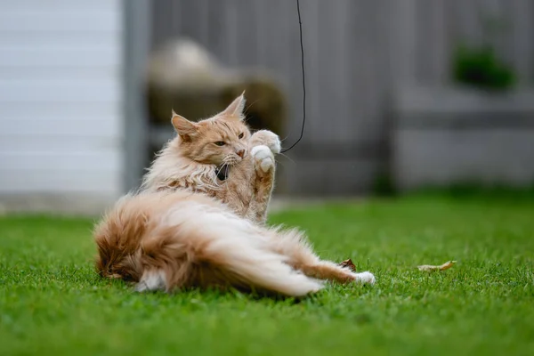 Ginger Maine Mýval Maine Coon Kočka Venku Zahradě Dívá Něco — Stock fotografie