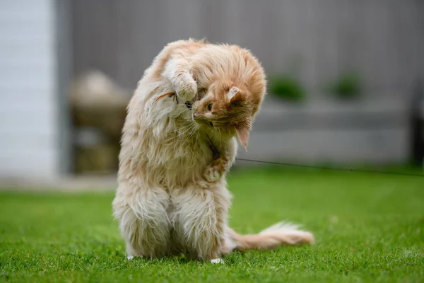 Ginger Maine Coon Maine Coon Female Cat Garden Looking Something — Stock Photo, Image