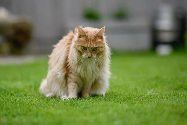 Ginger Maine Mýval Maine Coon Kočka Venku Zahradě Dívá Něco — Stock fotografie