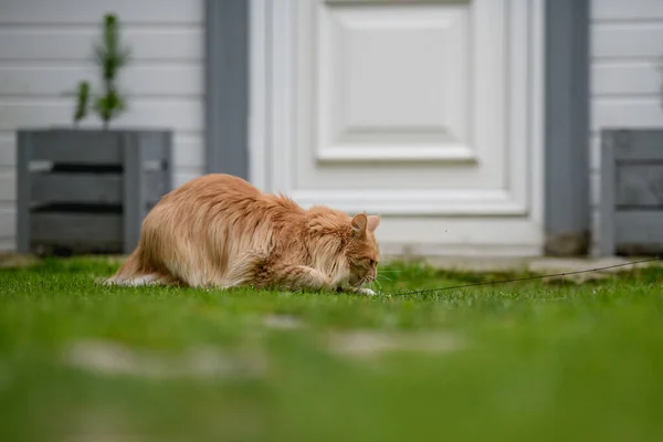 Ginger Maine Mýval Maine Coon Kočka Venku Zahradě Dívá Něco — Stock fotografie