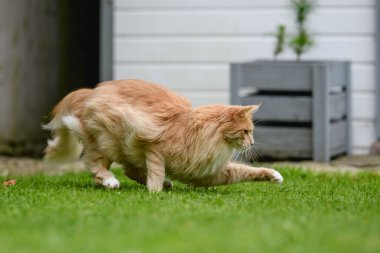 Ginger Maine Rakunu. Bahçedeki bir Maine Rakunu dişi kedisi uzaktan bir şeye bakıyor..
