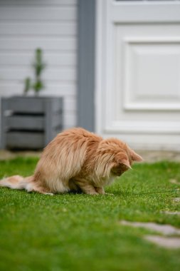 Ginger Maine Rakunu. Bahçedeki bir Maine Rakunu dişi kedisi uzaktan bir şeye bakıyor..