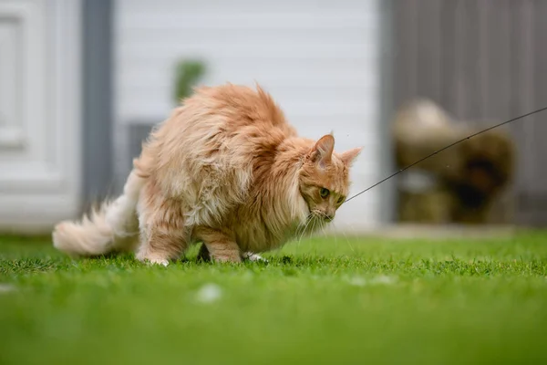 Ginger Maine Coon Chat Femelle Maine Coon Dehors Dans Jardin — Photo