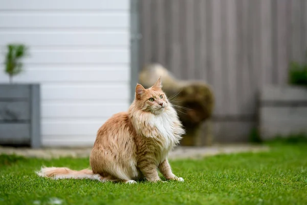 Ginger Maine Mýval Maine Coon Kočka Venku Zahradě Dívá Něco — Stock fotografie