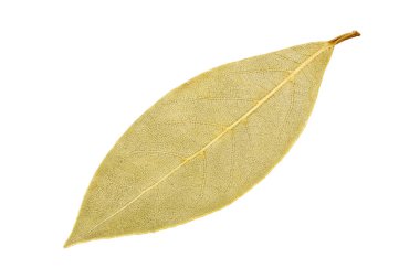 Kurumuş defne yaprağı beyaz arkaplanda izole edilmiş