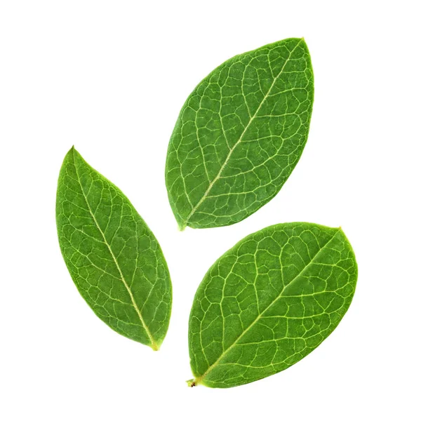 Tres hojas de arándano aisladas sobre fondo blanco —  Fotos de Stock