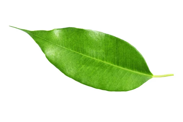 Hoja de árbol cítrico aislada sobre fondo blanco . — Foto de Stock