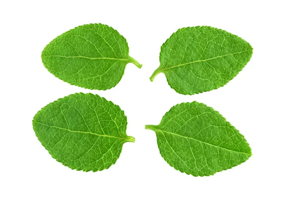 Quatro folhas de mirtilo isoladas em branco — Fotografia de Stock