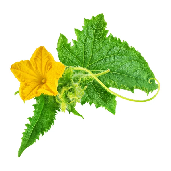 Hoja verde pepino y flor amarilla aislados — Foto de Stock