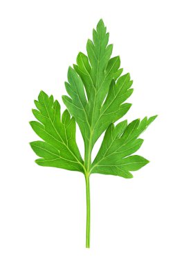 izole taze yeşil maydanoz yaprağı