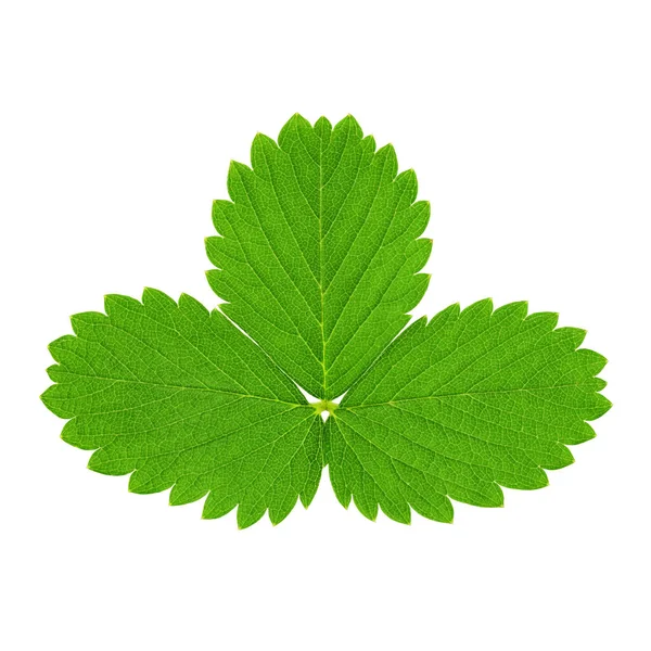 Folhas de morango verde isoladas em branco — Fotografia de Stock