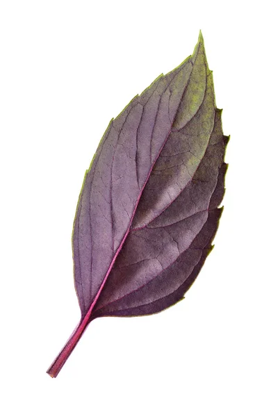 Folha de manjericão vermelho isolado no branco — Fotografia de Stock