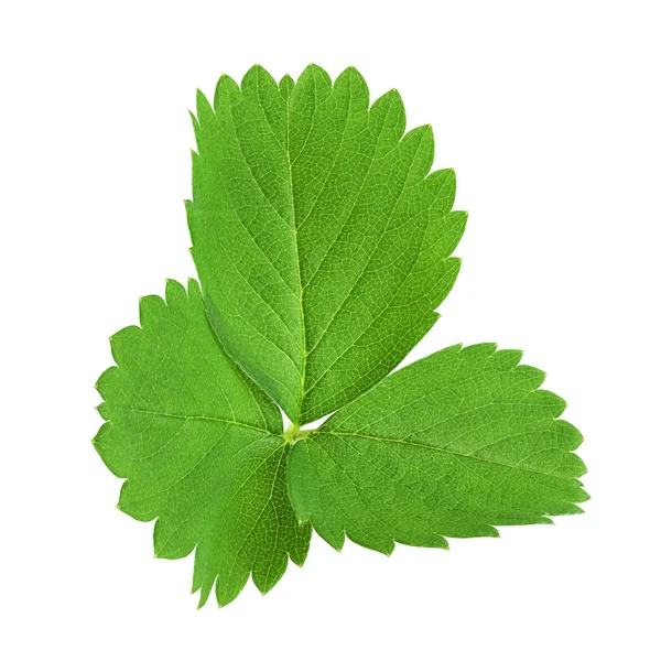 Hojas de fresa verde aisladas en blanco —  Fotos de Stock