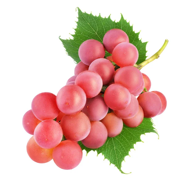 Red grape bunch with leaves isolated — Stock Photo, Image