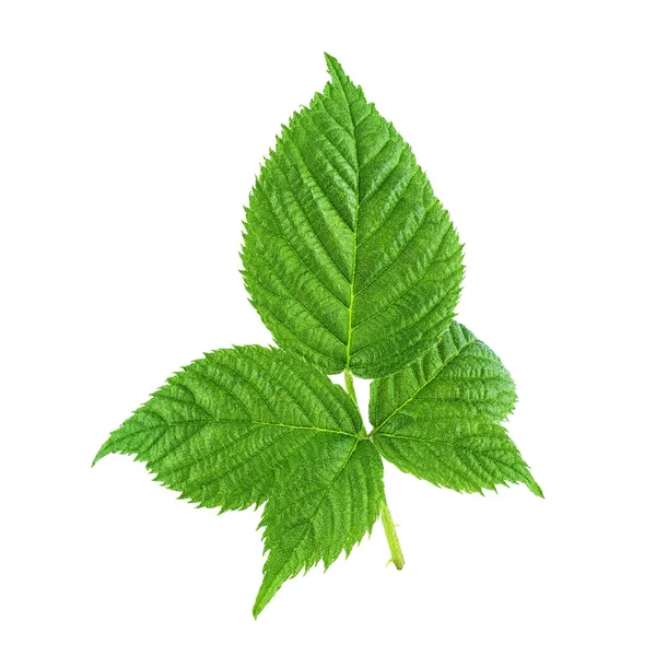 Uma folha verde framboesa isolada em branco — Fotografia de Stock