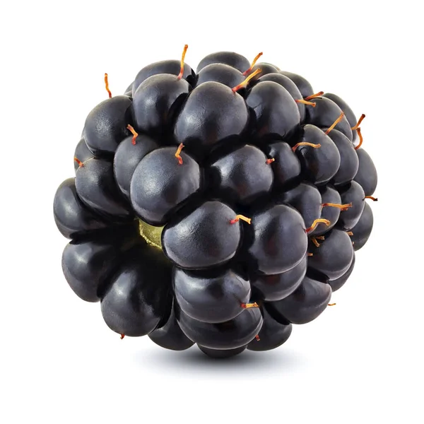 One Ripe Black Blackberry Berry Isolated White Background — Stock Photo, Image