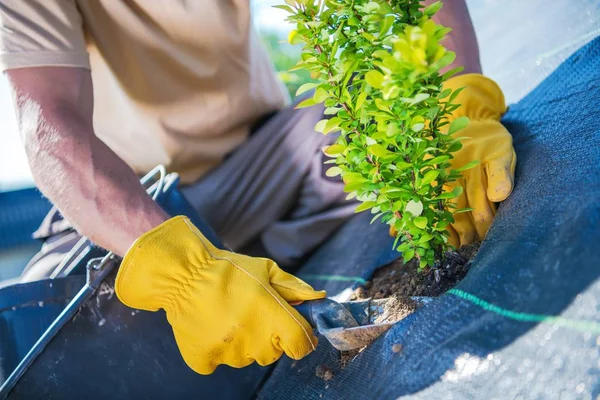 New Garden Trees Planting Men Creating Beautiful Garden — Stok Foto