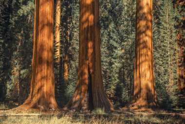 Üç eski SEQUOIAS içinde Sequoia National Park, Sierra Nevada Dağları, Amerika Birleşik Devletleri.
