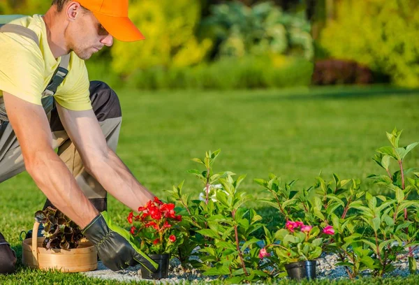 Jardineiro Caucasiano Plantando Novas Flores Jardim Quintal — Fotografia de Stock