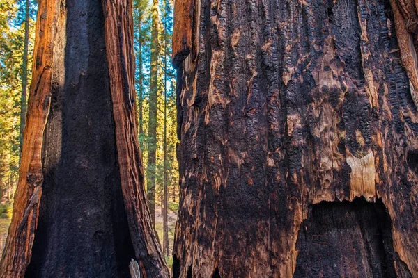 Gebrande Oude Bos Giant Sequoia Wildvuur Sierra Nevada California Verenigde — Stockfoto