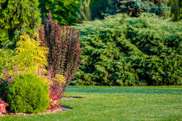 Patio Trasero Garden Place Plantas Árboles Elegantes Jardín — Foto de Stock