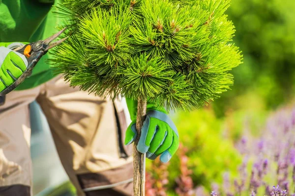 Garden Trees Pruning Shaping Professional Gardener Closeup Photo — Stock Photo, Image