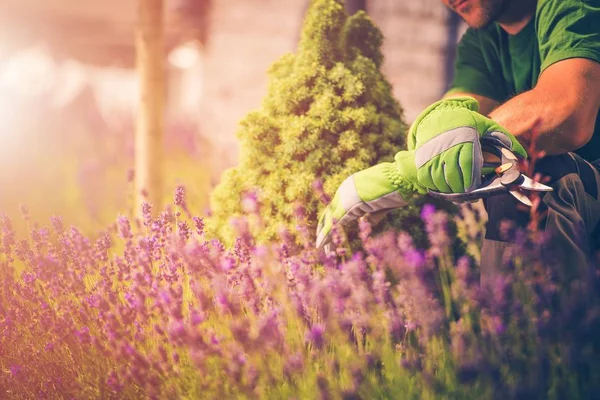 Min Vackra Sommarträdgården Trädgårdsmästare Med Liten Sax Njuter Stunden Mellan — Stockfoto