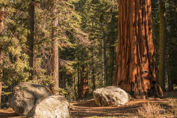 Été Dans Forêt Ancienne Sequoias Californie Sierra Nevada Mountains — Photo