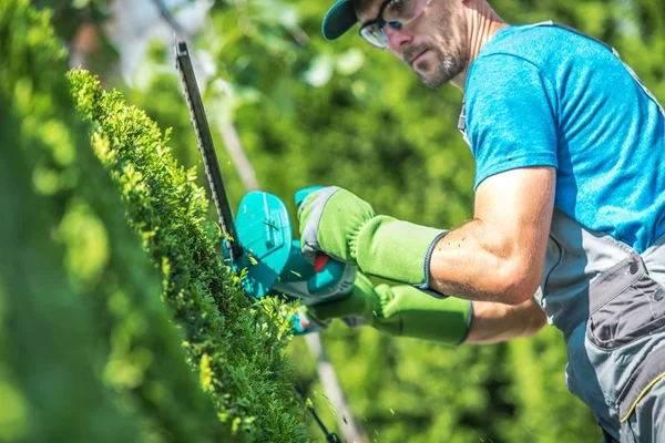 Thuja の低木のトリミングの時間 電動トリマーを持つ白人の庭師 — ストック写真