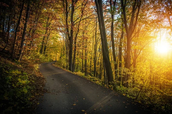 Podzim Listí Scenic Lesní Cesta Klikatá Cesta Podzimní Krajina — Stock fotografie